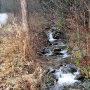 Limonia nubeculosa : habitat