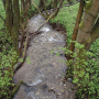 Limonia nubeculosa : habitat