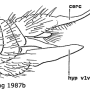 Limonia nubeculosa : ovipositor