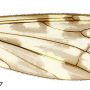 Limonia nubeculosa : wing