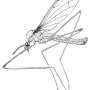 Limonia phragmitidis : habitus - male
