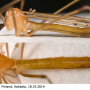 Limonia phragmitidis : habitus - male