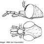 Limonia phragmitidis : body part(s) - head