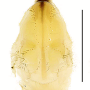Limonia phragmitidis : body part(s) - head and thorax