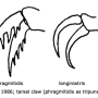Limonia phragmitidis : body part(s) - leg