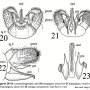 Limonia phragmitidis : hypopygium