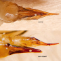 Limonia phragmitidis : ovipositor