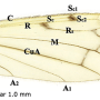 Limonia phragmitidis : wing