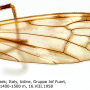 Limonia sylvicola : wing