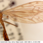 Limonia sylvicola : wing