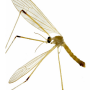 Lipsothrix ecucullata : habitus - male