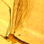 Lipsothrix nervosa : habitus - male