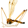 Lipsothrix nobilis : habitus - male