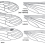 Lipsothrix nobilis : wing
