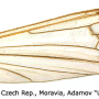Lipsothrix nobilis : wing