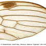 Lipsothrix nobilis : wing