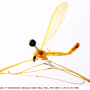 Lipsothrix remota : habitus - male