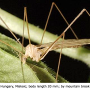 Lipsothrix remota : habitus - male