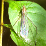 Maekistocera longipennis : habitus - female Maekistocera longipennis : habitus - female