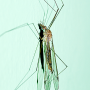 Maekistocera longipennis : habitus - female Maekistocera longipennis : habitus - female
