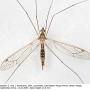 Maekistocera longipennis : habitus - female Maekistocera longipennis : habitus - female