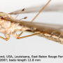 Maekistocera longipennis : habitus - female