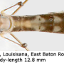 Maekistocera longipennis : habitus - female