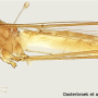 Maekistocera longipennis : habitus - male Maekistocera longipennis : habitus - male