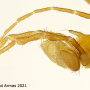 Maekistocera longipennis : body part(s) - head and antenna