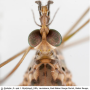 Maekistocera longipennis : body part(s) - head and antenna