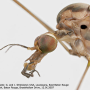 Maekistocera longipennis : body part(s) - head and thorax