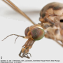 Maekistocera longipennis : body part(s) - head and thorax