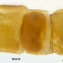 Maekistocera longipennis : hypopygium