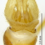Maekistocera longipennis : hypopygium