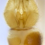 Maekistocera longipennis : hypopygium