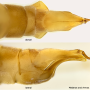 Maekistocera longipennis : ovipositor