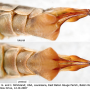 Maekistocera longipennis : ovipositor