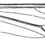Maekistocera longipennis : wing
