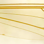 Maekistocera longipennis : wing