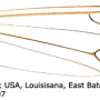 Maekistocera longipennis : wing