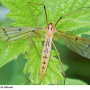 Metalimnobia (Metalimnobia) bifasciata : habitus - female