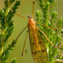Metalimnobia (Metalimnobia) bifasciata : habitus - male