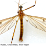 Metalimnobia (Metalimnobia) bifasciata : habitus - male
