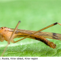 Metalimnobia (Metalimnobia) bifasciata : habitus - male