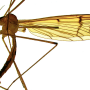 Metalimnobia (Metalimnobia) bifasciata : habitus - male