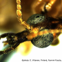 Metalimnobia (Metalimnobia) bifasciata : body part(s) - head