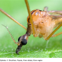 Metalimnobia (Metalimnobia) bifasciata : body part(s) - head and thorax