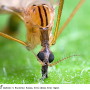 Metalimnobia (Metalimnobia) bifasciata : body part(s) - head and thorax