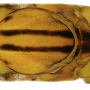 Metalimnobia (Metalimnobia) bifasciata : body part(s) - thorax