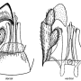 Metalimnobia (Metalimnobia) bifasciata : hypopygium